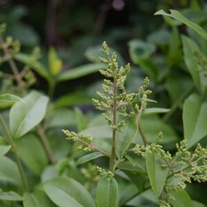 Ligustrum vulgare 60-80 cm